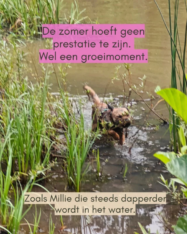 De zomer hoeft geen wedstrijdje ‘wie het mooiste moment deelt’ te zijn.
Geen constante stroom van plannen, kampen, must-do’s.

En toch… voelen zoveel ouders net dat.
Dat het ‘gezellig’ moet zijn. Of minstens ‘zinvol’.
Dat ze iets moeten doen met die weken.
Met hun kinderen. Met zichzelf.

Maar ik zie het anders.
In mijn praktijk.
Met Millie.
In mijn eigen gezin.

Ik zie hoe de zomer alles uitvergroot:
De vermoeidheid. De verbondenheid. De verschillen in tempo.
En ook de kleine momenten waarin het wel klopt.

Gedrag is geen fout. Het is een signaal.
En precies daar ligt de groeikans.

Daarom maak ik online producten die haalbaar zijn.
Geen overload aan tips. Geen perfecte planning.
Maar dingen die passen bij gezinnen die bewust willen omgaan met rust, met verbinding, met zichzelf en elkaar.

Zodat de zomer geen strijd hoeft te zijn.
Maar een groeimoment, voor iedereen.

Herken je dat? Laat me weten wat bij jou bleef hangen.

Of bekijk die ‘Summervibes’ op www.tinasgroeituin.be 
Dan zie je wat er allemaal mogelijk is. Zonder druk. Zonder prestatie. Maar met aandacht.

#tinasgroeituin #zomermildheid 
#samengroeien  #ouderkracht 
#xilliemilliesummervibes #kampmama