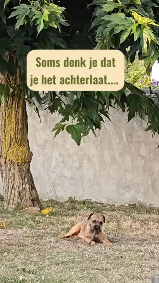 We zijn op vakantie.
Alles is relaxed.
Maar sommige dingen neem je toch mee.
Zoals Millie met haar stok.

Bij kinderen kan dat betekenen:
een beetje school in hun hoofd,
een beetje spanning in hun lijf.
Zelfs als het zomer is.

Nu hoeft dat geen probleem te zijn.
Maar het is wel mooi als je het ziet.
Dan kun je er op tijd iets mee doen,
nog voor die eerste schooldag.

Herken jij dat bij je kind?
Vertel het hieronder of stuur me een berichtje.

Ik neem je graag mee in hoe je dat nu al wat lichter kunt maken.

#tinasgroeituin #millie #therapiehond
#kindercoaching #ouderkindcoach
#oudertips #onlinecoach